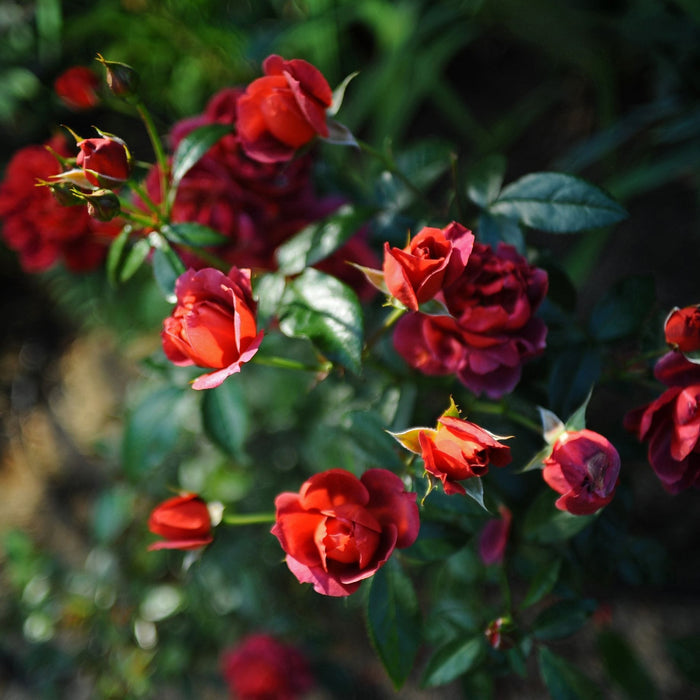 'Hot Chocolate' Bush Rose Shrubs