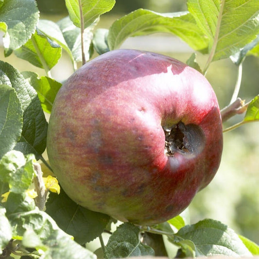 'Howgate Wonder' Apple Tree Fruit Trees