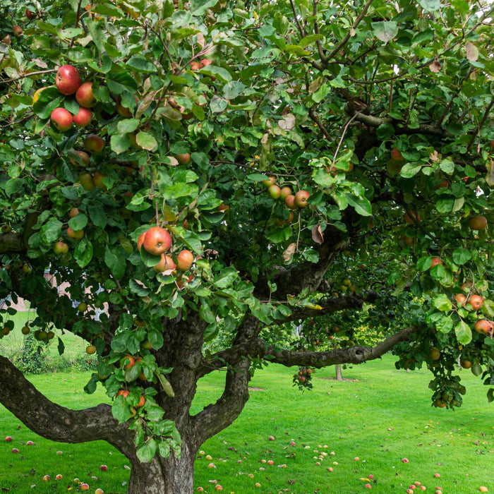 'Howgate Wonder' Apple Tree Fruit Trees