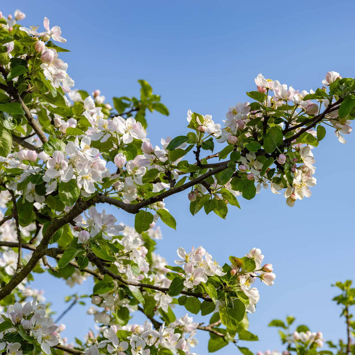 'Howgate Wonder' Apple Tree Fruit Trees