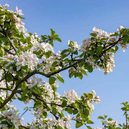 'Howgate Wonder' Apple Tree Fruit Trees