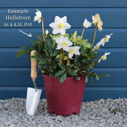 'Frosty®' Snow Rose | Hellebore Gold Collection® Perennial Bedding
