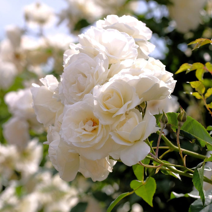 'Iceberg' Bush Rose Shrubs