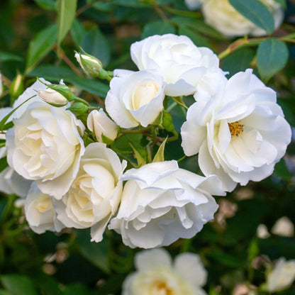 'Iceberg' Bush Rose Shrubs