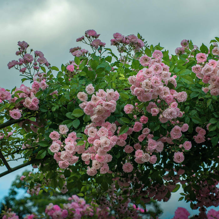 'Jasmina' Climbing Rose Shrubs