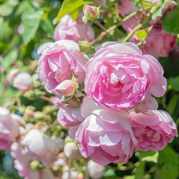 'Jasmina' Climbing Rose Shrubs