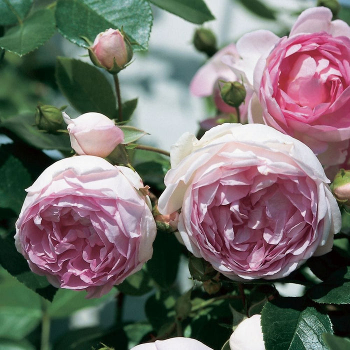 Jasmina' Climbing Rose Shrubs