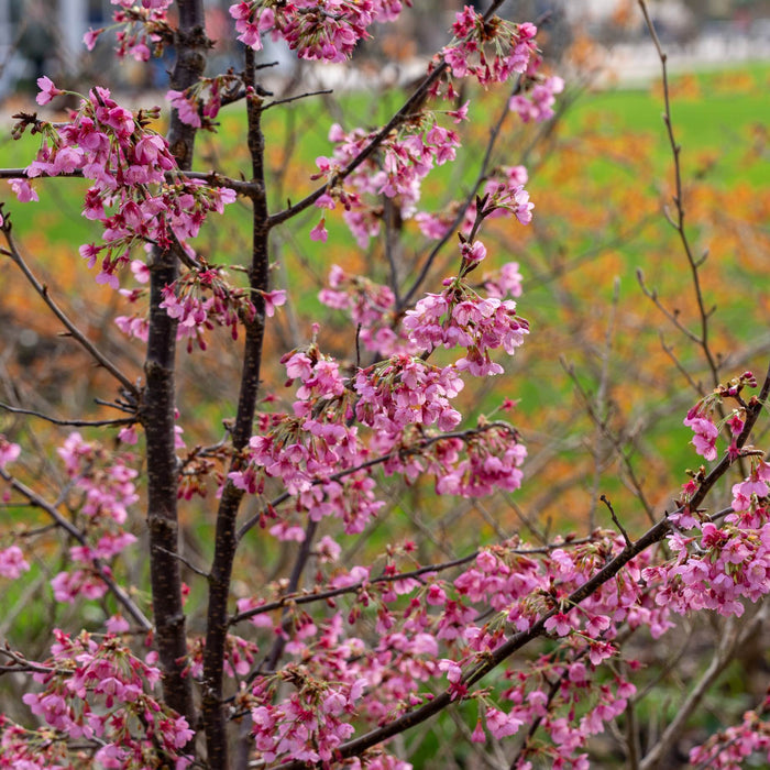 'Kursar' Dwarf Cherry Blossom Tree Ornamental Trees