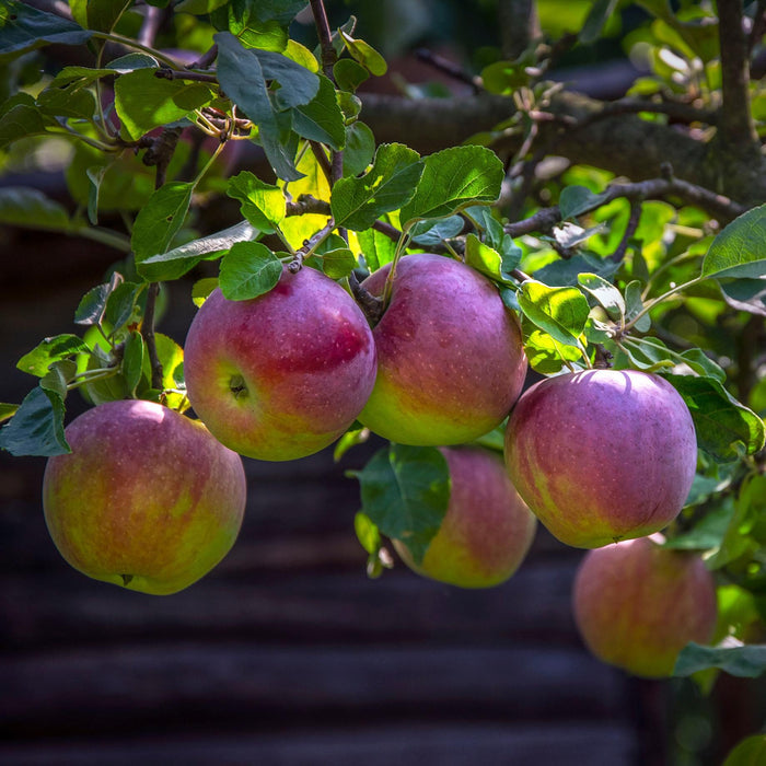'Liberty' Apple Tree Fruit Trees