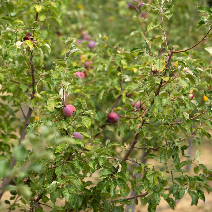 'Liberty' Apple Tree Fruit Trees
