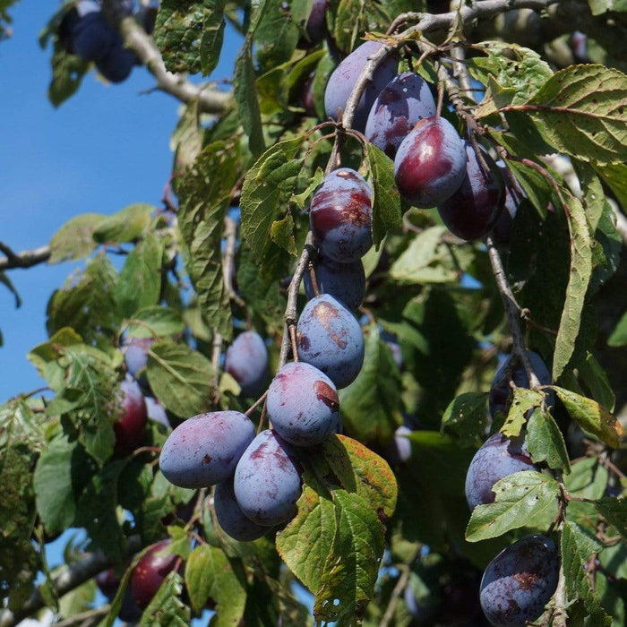 Merryweather Damson Tree Fruit Trees