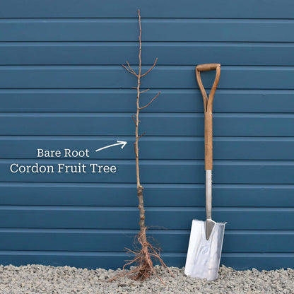 Bare Root Cordon Tree