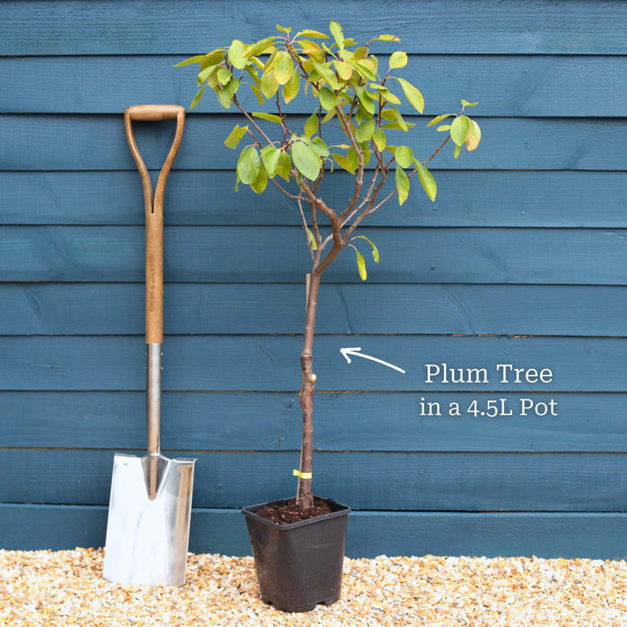 'Oullins Golden Gage' Plum Tree Fruit Trees