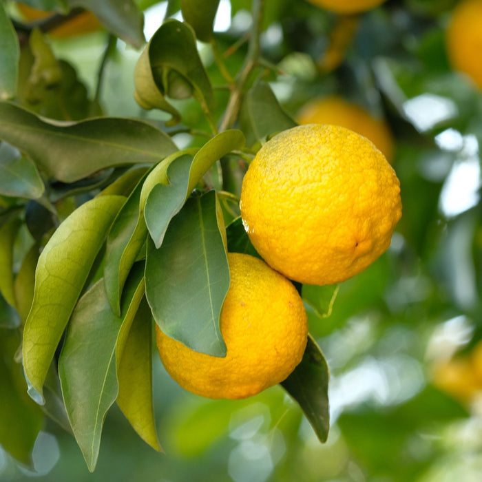Yuzu Tree | Citrus × junos Mediterranean Fruit Trees
