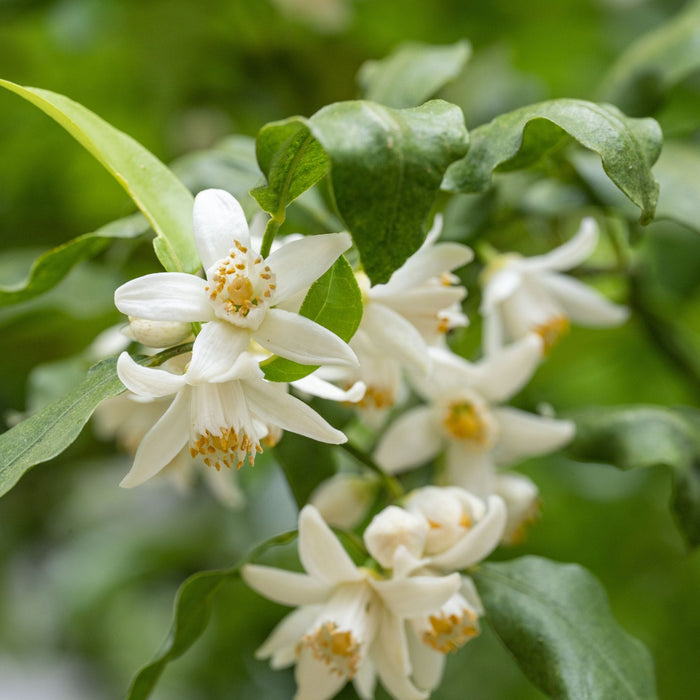 Yuzu Tree | Citrus × junos Mediterranean Fruit Trees
